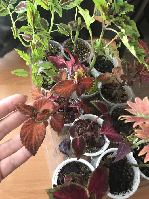 Продам укоренённые колеусы