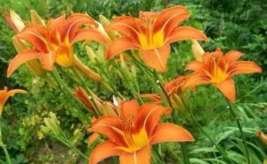 Продам многолетние цветы