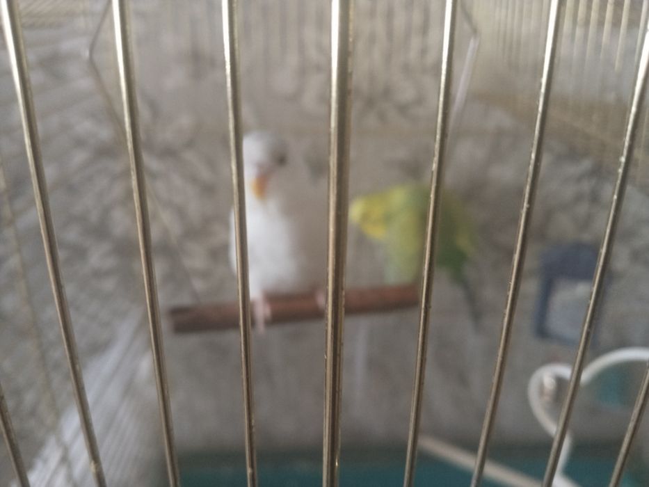 Попугаи с клеткой.