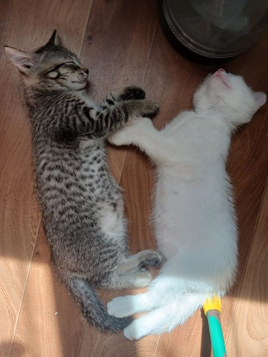 Котят бесплатно, в добрые руки.
