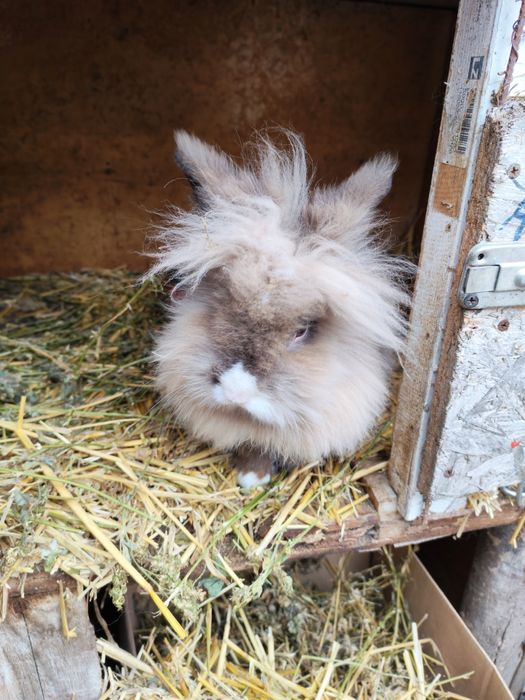 Iepuri cap de leu pitic doar Iași și doar adulți femele gestante și ma