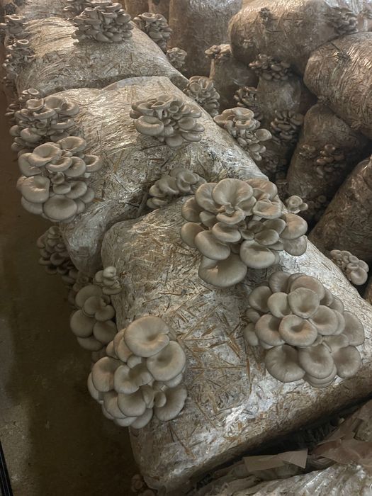 Pleurotus Bihor de vânzare