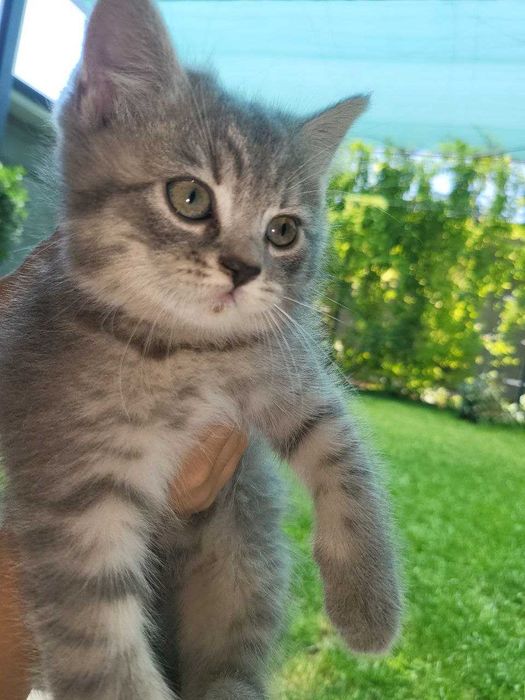 Продаются два котёнка (2 месяца)