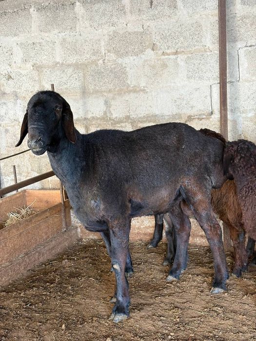 Қозы кошкар баран овцы