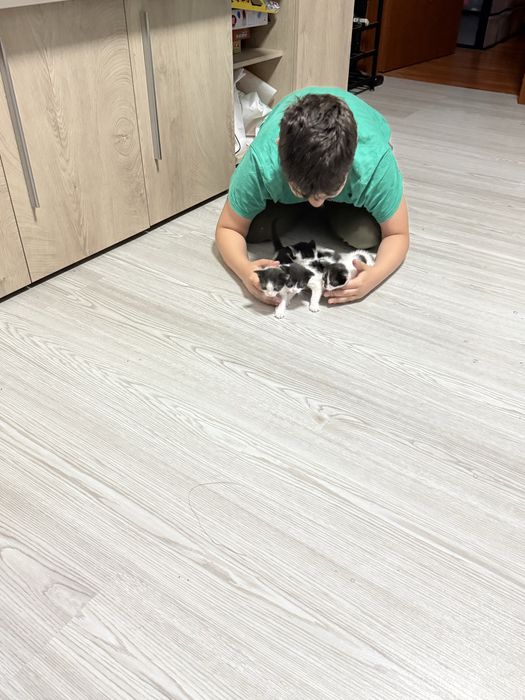 Donez 5 pisoiași adorabili – crescuți în casă, blânzi și sănătoși