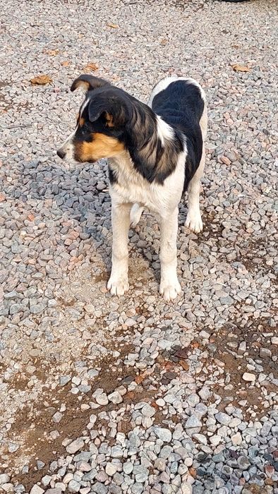 Пристраиваются щенки