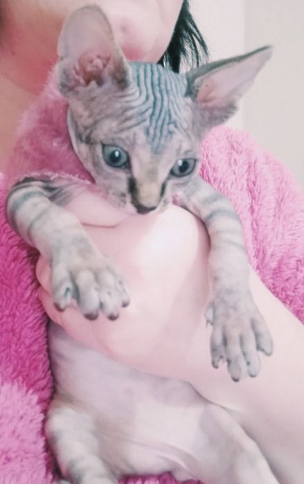 Канадский Сфинкс Продам!