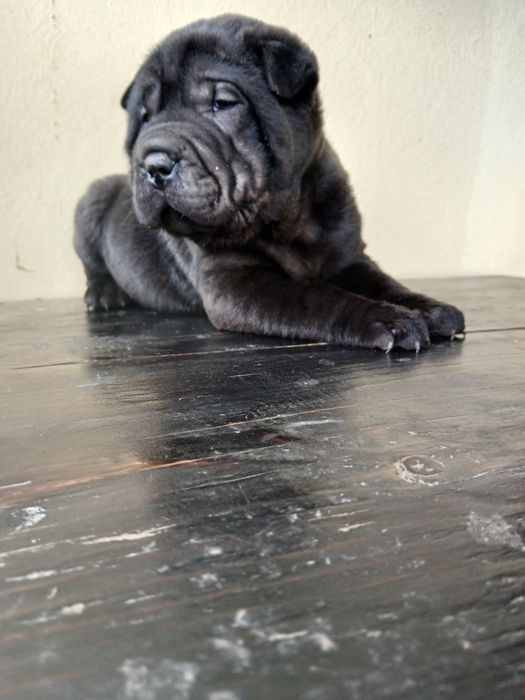 Vând pui Shar Pei