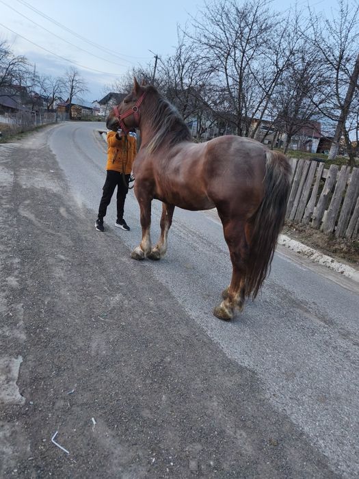 Harmăsar de 5 anii