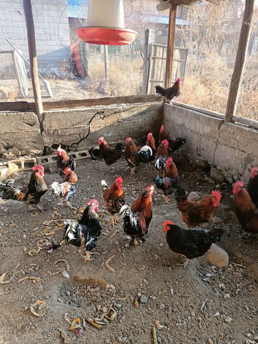 Петухии домашние молодые