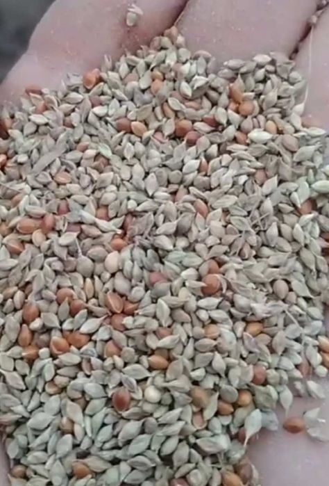 Shamak doni urugʻi bor  tonna Jizzax