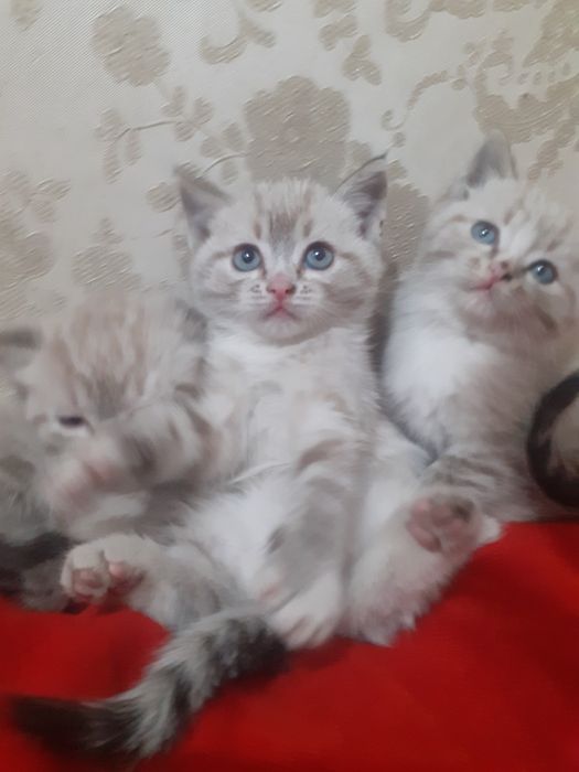 Продам шотландских котят.