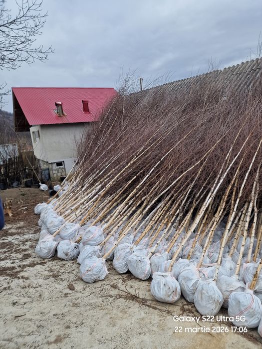 Copaci ornamentali 3-5m oferim transport gratuit