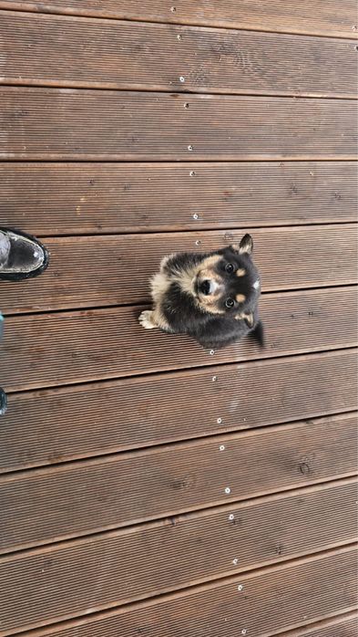 Отдам 2 щенков в хорошие руки