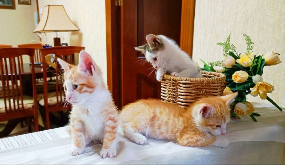 Отдаем котят чистенькие