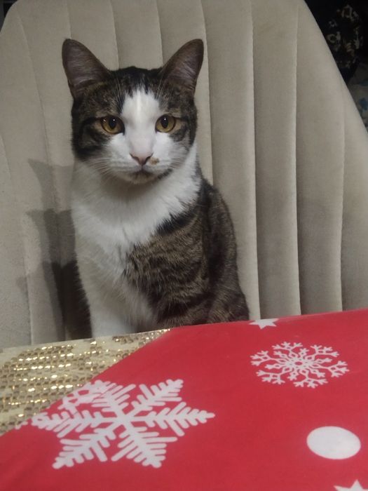 Мушукча хадияга берилади