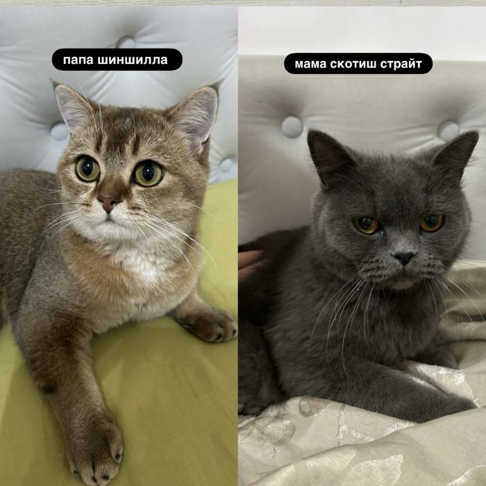 2та мушук боласи