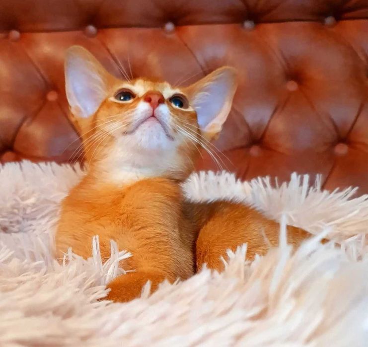 Абиссинчики апельсинчики