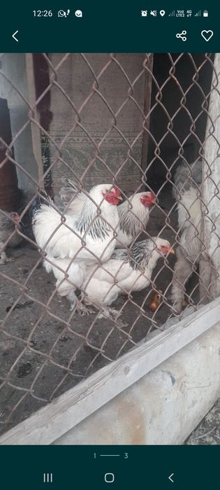 Брама балапандары сатылады