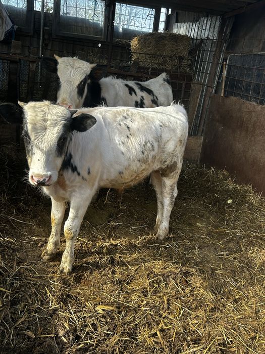 Vand vitei peste 200 kg albastru belgian medisat !