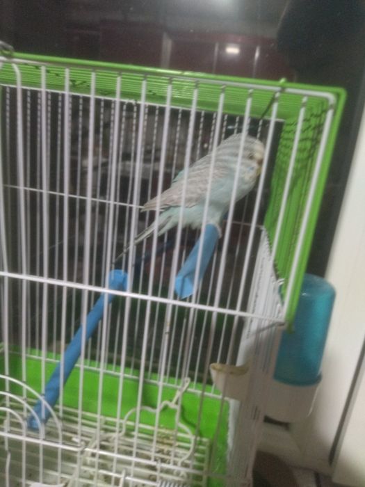 2 dono qafasi qoship bariladi