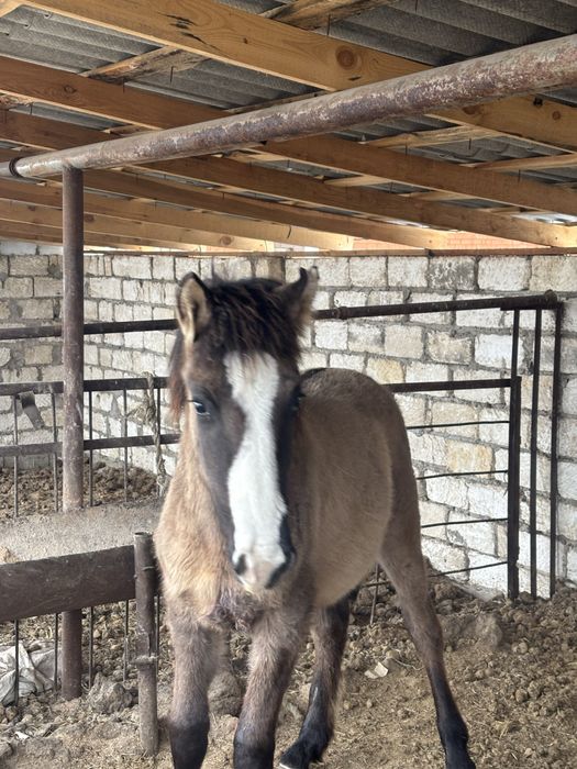 Срочно продам мз