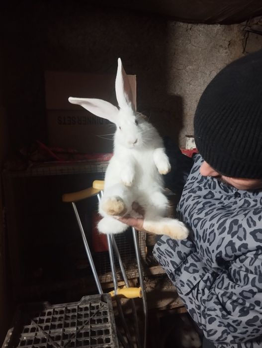 Quyon la flandri bollari 2oylidan oʻtti 1yarim kgdan oshu