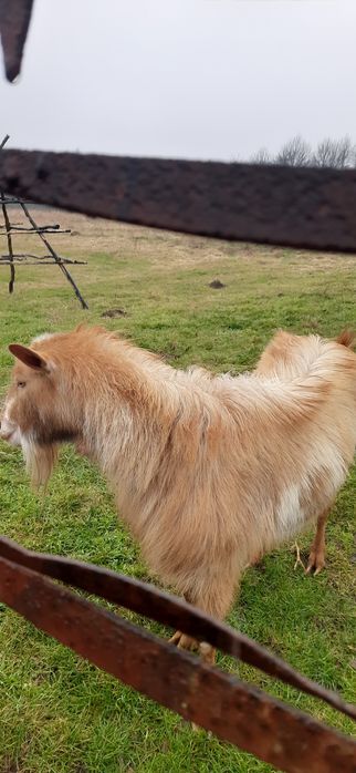 Vând Tap frumos,3 ani