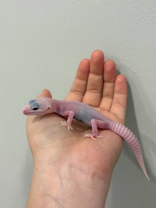 Эублефары разных морф