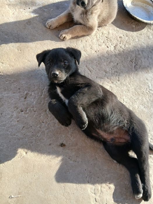 Отдам щенков в добрые руки!