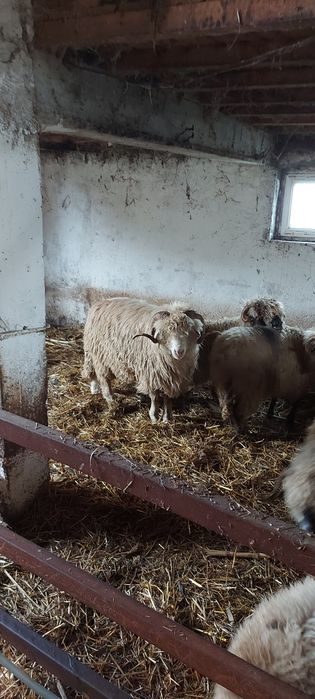 oi gestante , berbecuti, miei