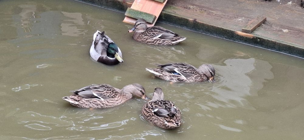 Rate salbatice 2025 inelate