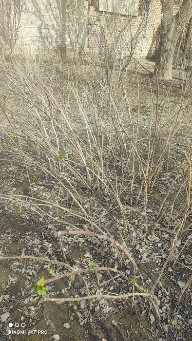 Малина кучатлари/ Саженцы малины