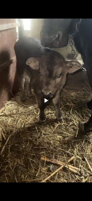 Продам телёнка хороший