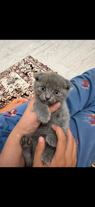 Продам  шотландских котят