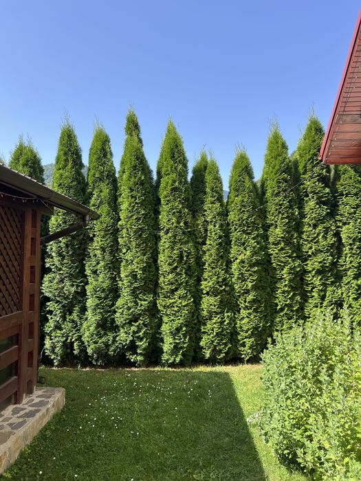 Tuia Smaragd Aclimatizata 4-5m