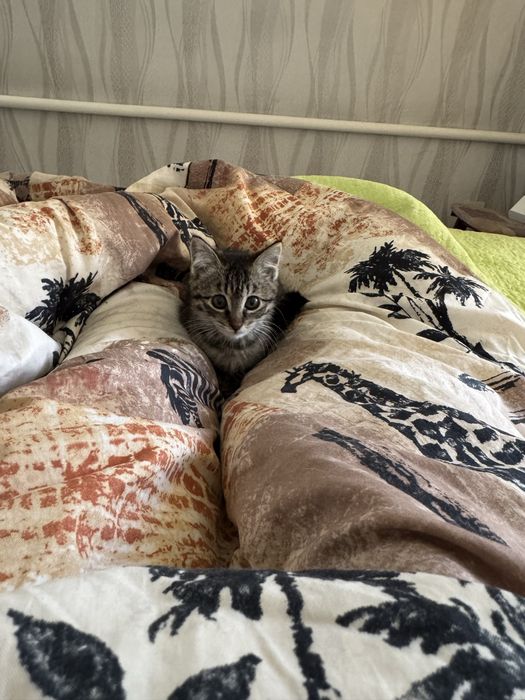 Отдам котенка в добрые руки