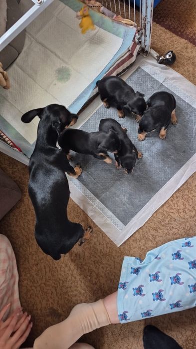 В продаже щенки той терьера