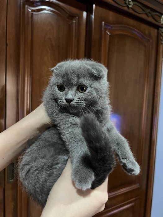 Mushuk sotiladi Zoti: Skotish fold