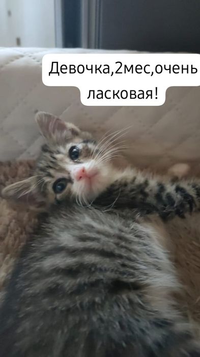 Котята бесплатно⁹