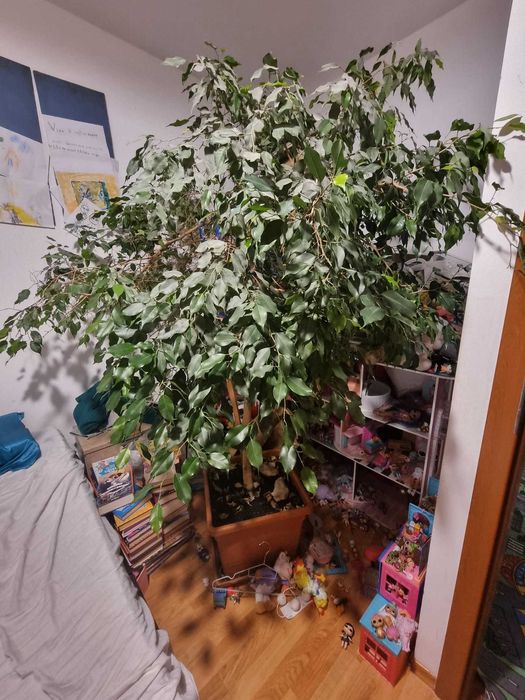 Vand Ficus benjamina, inaltime 2 metri