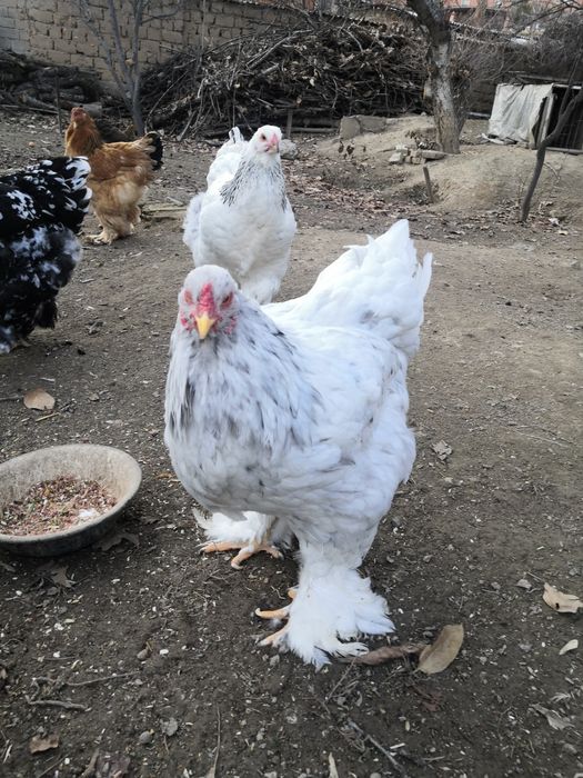 Продаю яйца брамы