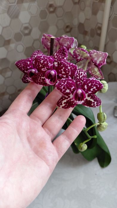 Орхидеи домашние.
