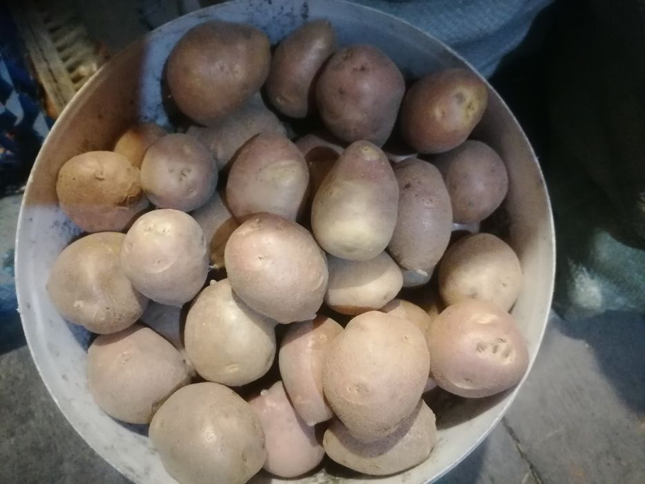 Продам картофель семянной скороспелый СОРТ РЭД СКАРЛЕТ Барнаульский