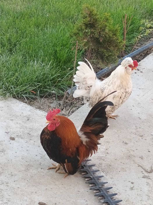 Cocoșei pitici de vanzare