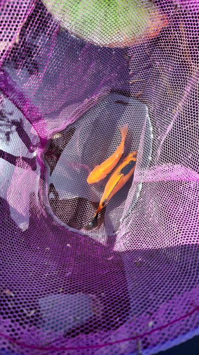 Езерни риби каракуда