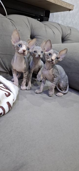 Котята голорожденные сфинксы
