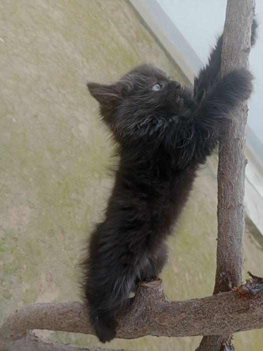 Mushuk sotiladi siamskiy