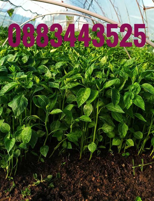 Разсад ранни домати пипер краставици