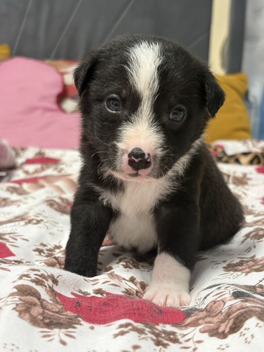 Catelusi spre adoptie